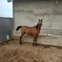 اسب نر۴ساله