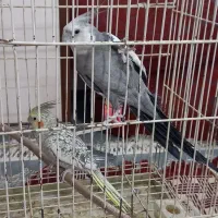 یک جفت عروس هلندی