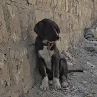 واگذاری ماده پژدر3ماهه