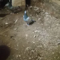 یک جفت سبز