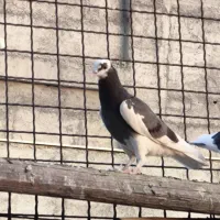 جوجه تیکه پاره|پرنده|تهران, تهرانپارس شرقی|دیوار