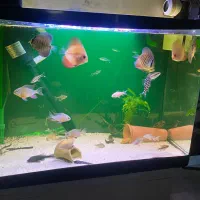 اکواریم ماهی دیسکس فیلتر سطلی|ماهی|اصفهان, شهرک میلاد|دیوار