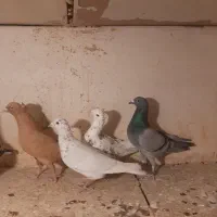 کبوتر رنگی|پرنده|تهران, شارق|دیوار