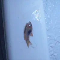 ماهی های اکواریمی و به همراه گیاه|ماهی|تهران, وحیدیه|دیوار