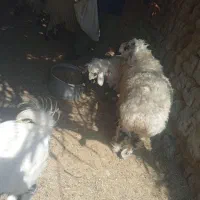 گوسفند و بز نر|حیوانات مزرعه|زابل, |دیوار