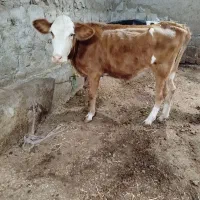 گوساله‌سیمینتال