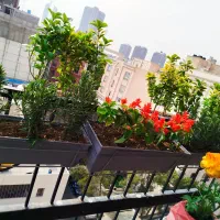 خدمات باغبانی تمام نقاط تهران گلکاری هرس خاک گلدان