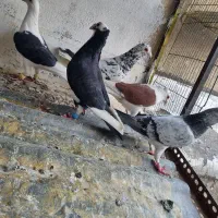 کبوتر شهرستانی تهران جان ندارند.فقط تماس