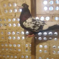 سینه سیاه|پرنده|مشهد, هفده شهریور|دیوار