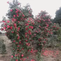 یاس هلندی .فتونیا .کاملیا .کامیس