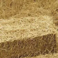 کلش جو  بسته بندی  ۳۵۰ عدد دیمی