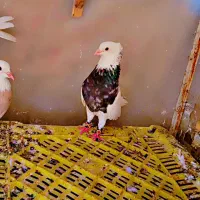 کفتر طوقی شازده ۲۰ عدد|پرنده|شیراز, آزادگان|دیوار