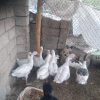 قاز. محلی جوان|حیوانات مزرعه|بهبهان, |دیوار