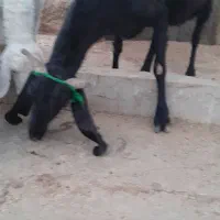 فروش بز مری وکعره وبره