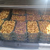 رطب برحی آبادان