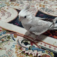 عروس هلندی