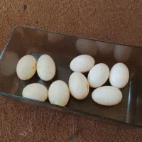 تخم کبوتر دونه ای ۱۵ هزار تومان