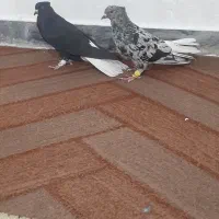 پرنده|پرنده|اهواز, کوی شایسته|دیوار