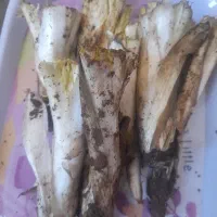 ۸کیلوکنگرتازه امروزتحویل درب منزل