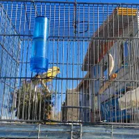 معاوضه قناری با سهره نر