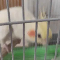 سهره قناری خرما عروس هلندی