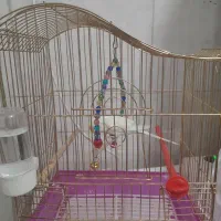 مرغ عشق دستی|پرنده|قم, نخودی|دیوار