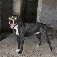 سگ پیت بول کین کورسو