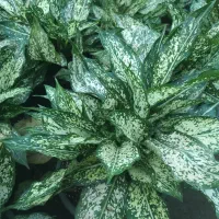 اگلونما  برفی