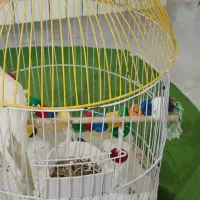 عروس هلندی همراه قفس|پرنده|سنندج, |دیوار