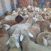 گوسفند زنده در تمام نقاط کرج باقصاب|حیوانات مزرعه|کرج, باغستان|دیوار