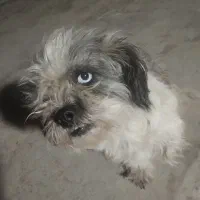 سگ یکساله ماده شیتزو|سگ|چهارباغ, |دیوار