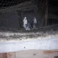 کبوتر|پرنده|رودسر, |دیوار