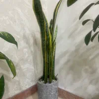 گل سانسوریا