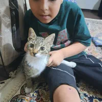 گربه DSH نر ۴ ماهه، بازیگوش و مهربون