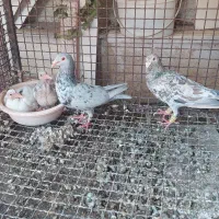 کفتر پلاکی|پرنده|شیراز, دکتر حسابی|دیوار