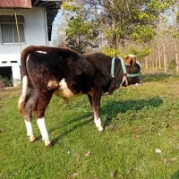 ورزا کوله چالوسی دورگ|حیوانات مزرعه|آستانه اشرفیه, |دیوار