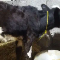 لیشه ۴ ماه|حیوانات مزرعه|لولمان, |دیوار