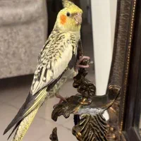 عروس هلندی گم شده