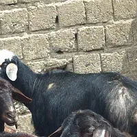 قوچ نژاد قره چال به شرت پرش