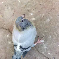 جوجه پلاکی مسافتی