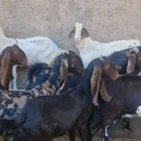 بز کامور پتیری و سانن|حیوانات مزرعه|بردسکن, |دیوار