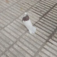 یک جفت طوقی زرد و سبز  جوجه طوق آبی