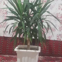 گل یوکا۶۰۰هزارتومان|گل و گیاه طبیعی|آذرشهر, |دیوار