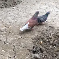 کبوتر پرشی|پرنده|ساری, |دیوار