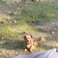 واگذاری   فندوق خوشکل و باهوش و با ادب|سگ|احمدسرگوراب, |دیوار