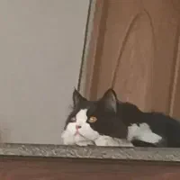 گربه نر پرشین اصیل|گربه|یزد, |دیوار