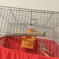 فنچ|پرنده|ری, ظهیرآباد|دیوار