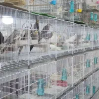 متقاضی عروس هلندی و کوتوله برزیلی - قفس