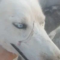 سلام خدمت دوستان عزیز یک هاسگی چشم دریایی