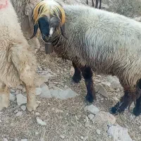 شیشک ماده اصیل بختیاری